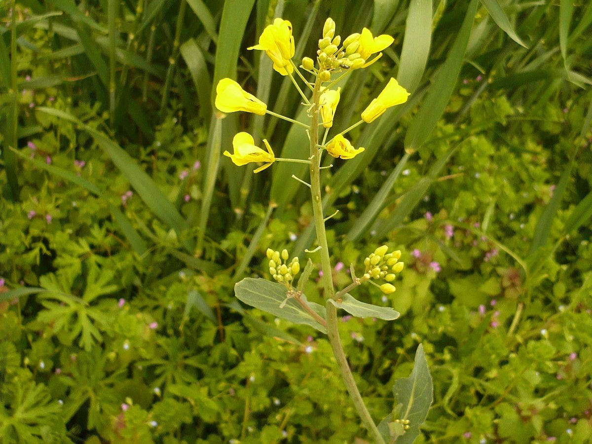 Brassica napus var. napus (Brassicaceae)